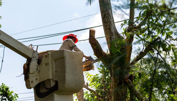 tree service fishers