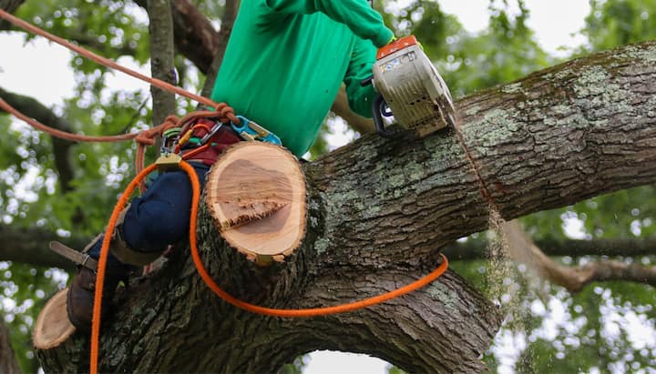 tree service fishers