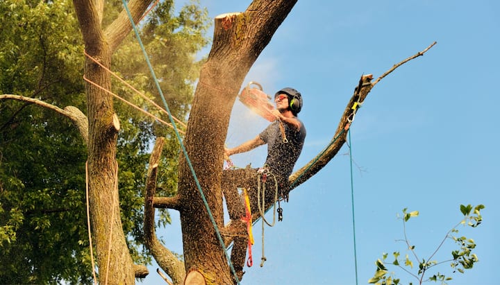 tree removal fishers indiana