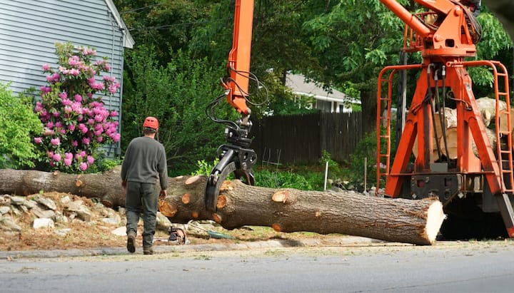tree removal fishers indiana