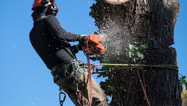 tree removal fishers indiana