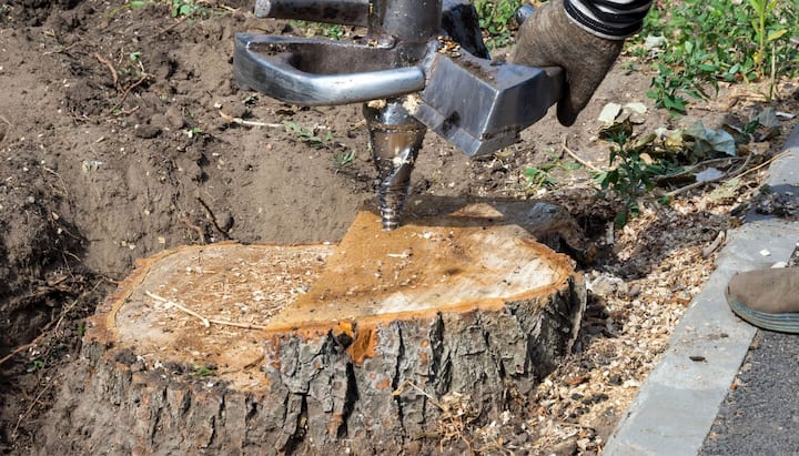 tree removal fishers indiana